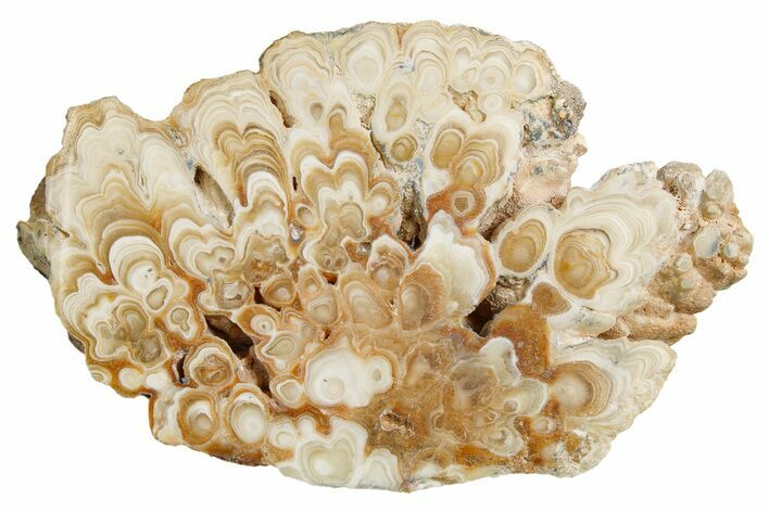 Polished Aragonite Stalactite Slice - Morocco #259755